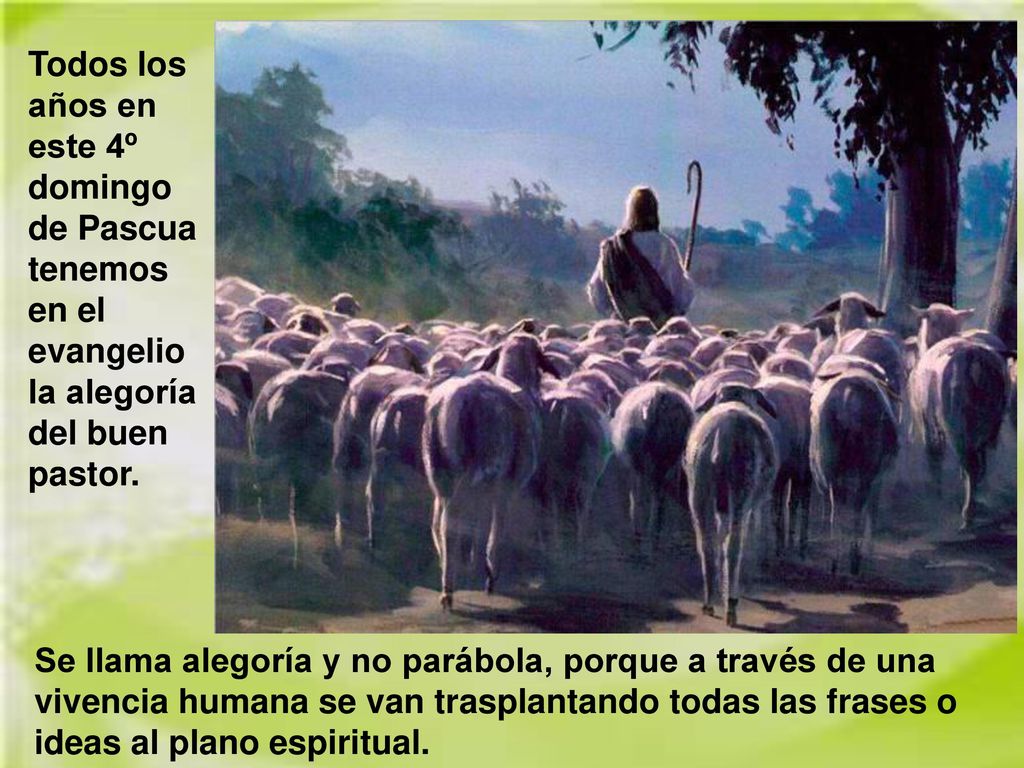 Todos los años en este 4º domingo de Pascua tenemos en el evangelio la alegoría del buen pastor.