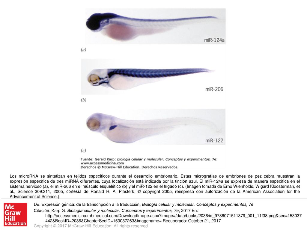 Los microRNA se sintetizan en tejidos específicos durante el desarrollo embrionario. Estas micrografías de embriones de pez cebra muestran la expresión específica de tres miRNA diferentes, cuya localización está indicada por la tinción azul. El miR-124a se expresa de manera específica en el sistema nervioso (a), el miR-206 en el músculo esquelético (b) y el miR-122 en el hígado (c). (Imagen tomada de Erno Wienholds, Wigard Kloosterman, et al., Science 309:311, 2005, cortesía de Ronald H. A. Plasterk; © copyright 2005, reimpresa con autorización de la American Association for the Advancement of Science.)