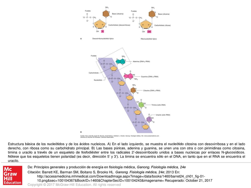 Estructura básica de los nucleótidos y de los ácidos nucleicos