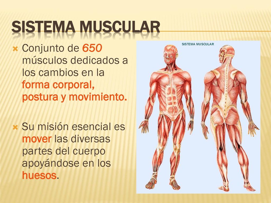 SISTEMA MUSCULAR Conjunto de 650 músculos dedicados a los cambios en la forma corporal, postura y movimiento.