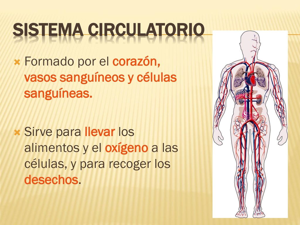 SISTEMA CIRCULATORIO Formado por el corazón, vasos sanguíneos y células sanguíneas.