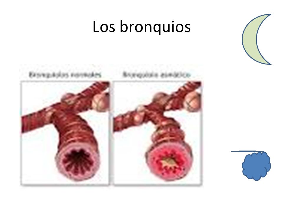 Los bronquios