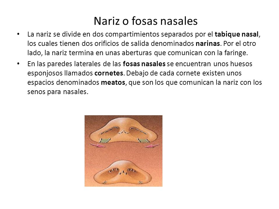 La nariz se divide en dos compartimientos separados por el tabique nasal, los cuales tienen dos orificios de salida denominados narinas. Por el otro lado, la nariz termina en unas aberturas que comunican con la faringe.