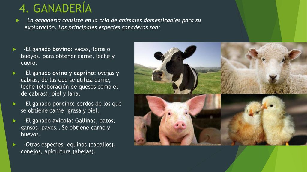 4. GANADERÍA La ganadería consiste en la cría de animales domesticables para su explotación. Las principales especies ganaderas son: