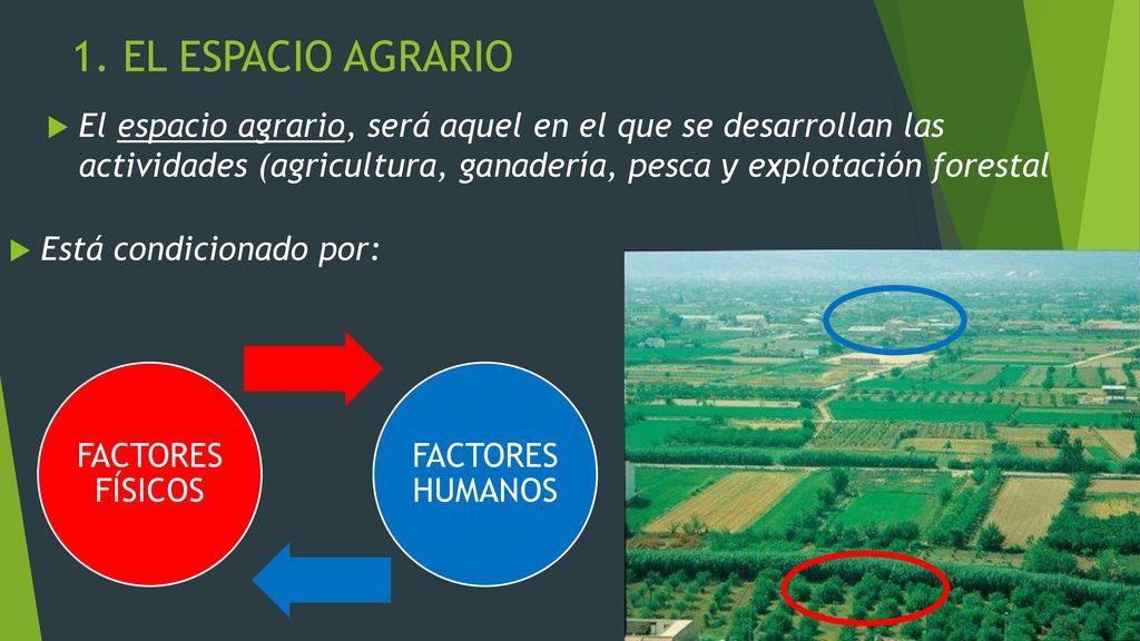 1. EL ESPACIO AGRARIO El espacio agrario, será aquel en el que se desarrollan las actividades (agricultura, ganadería, pesca y explotación forestal.