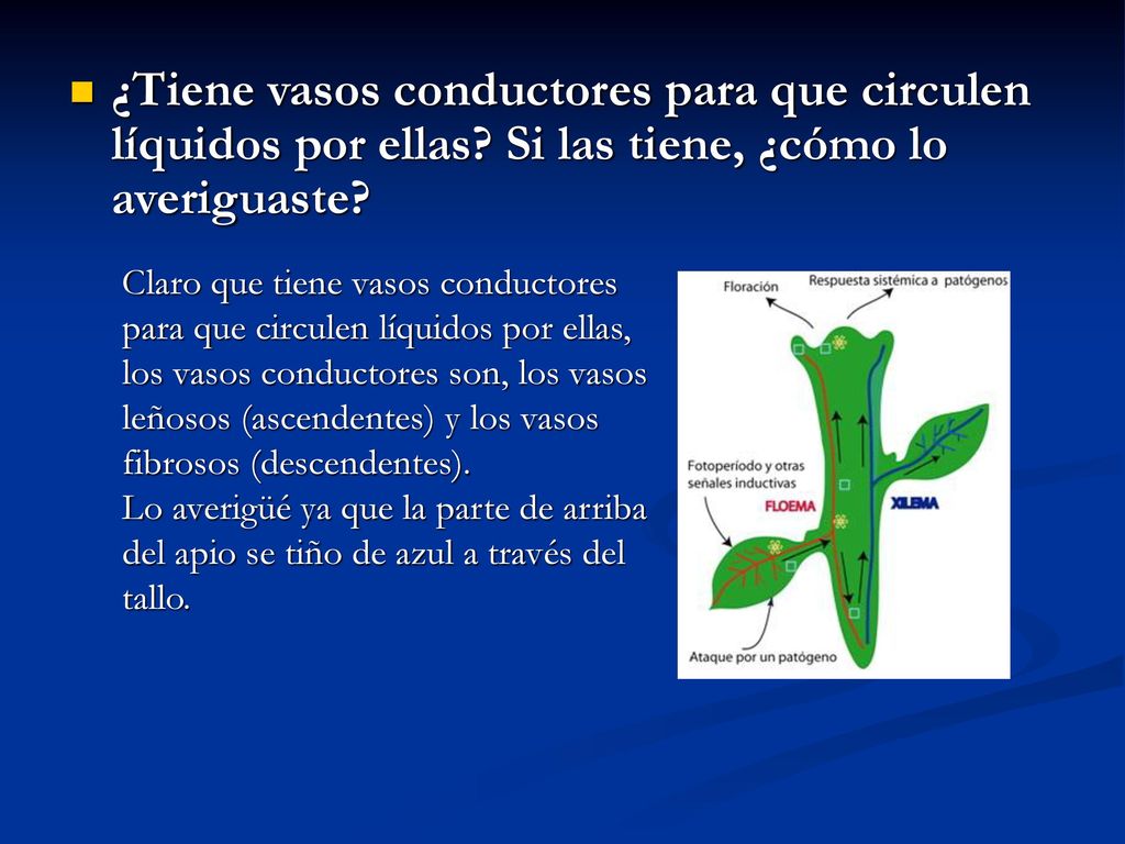 ¿Tiene vasos conductores para que circulen líquidos por ellas