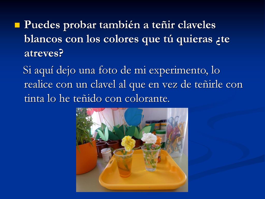 Puedes probar también a teñir claveles blancos con los colores que tú quieras ¿te atreves