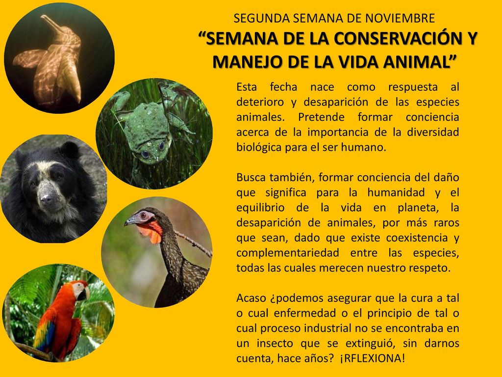 SEGUNDA SEMANA DE NOVIEMBRE SEMANA DE LA CONSERVACIÓN Y MANEJO DE LA VIDA ANIMAL