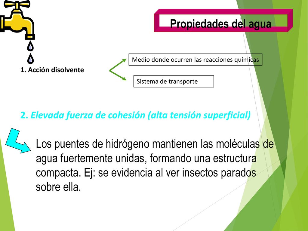 Propiedades del agua 2. Elevada fuerza de cohesión (alta tensión superficial) 1. Acción disolvente.