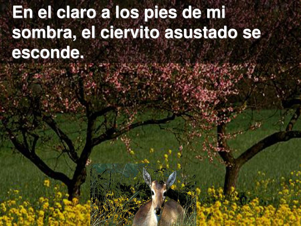 En el claro a los pies de mi sombra, el ciervito asustado se esconde.