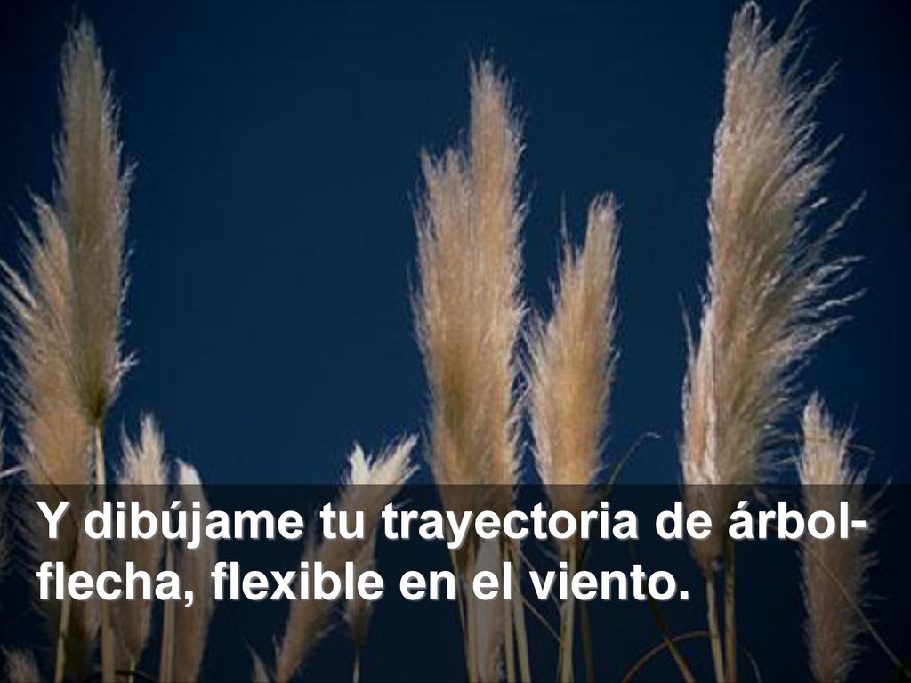 Y dibújame tu trayectoria de árbol-flecha, flexible en el viento.