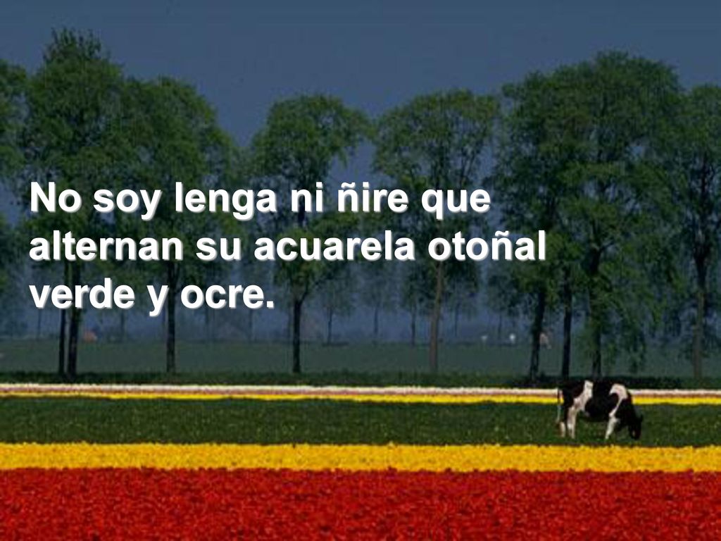 No soy lenga ni ñire que alternan su acuarela otoñal verde y ocre.