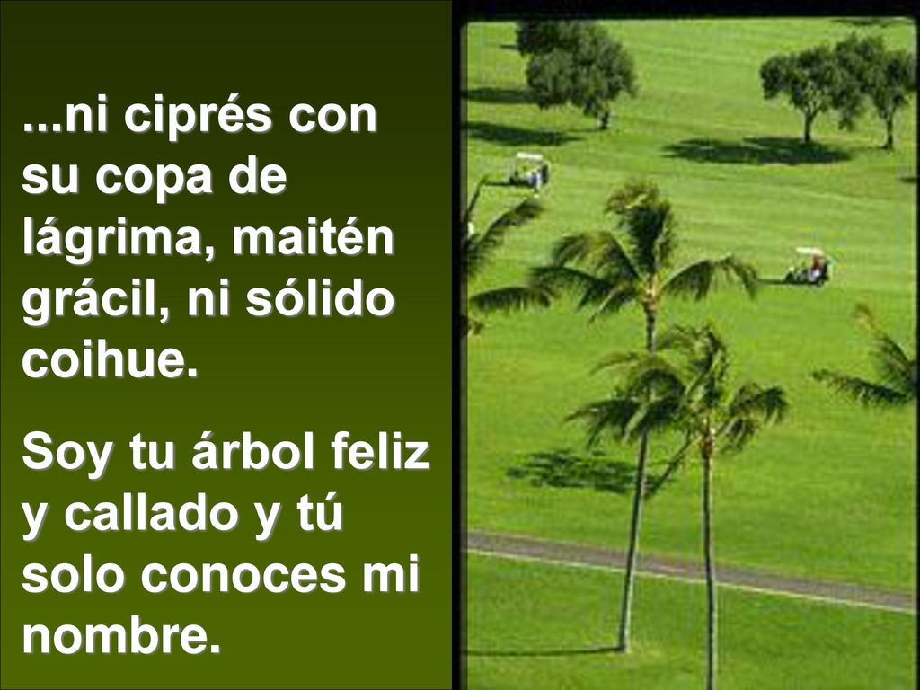 ...ni ciprés con su copa de lágrima, maitén grácil, ni sólido coihue.