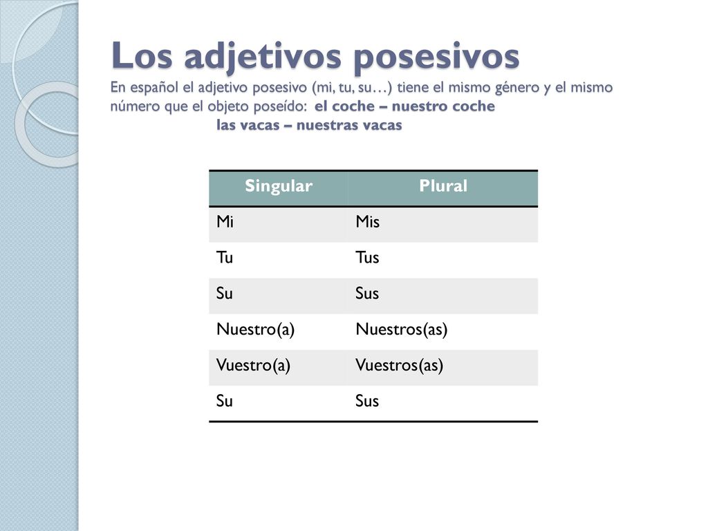 Los adjetivos posesivos En español el adjetivo posesivo (mi, tu, su…) tiene el mismo género y el mismo número que el objeto poseído: el coche – nuestro coche las vacas – nuestras vacas
