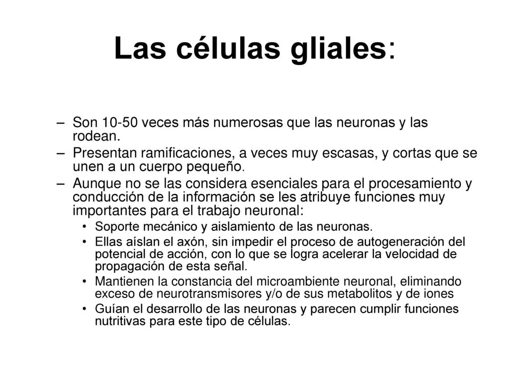 Las células gliales: Son veces más numerosas que las neuronas y las rodean.