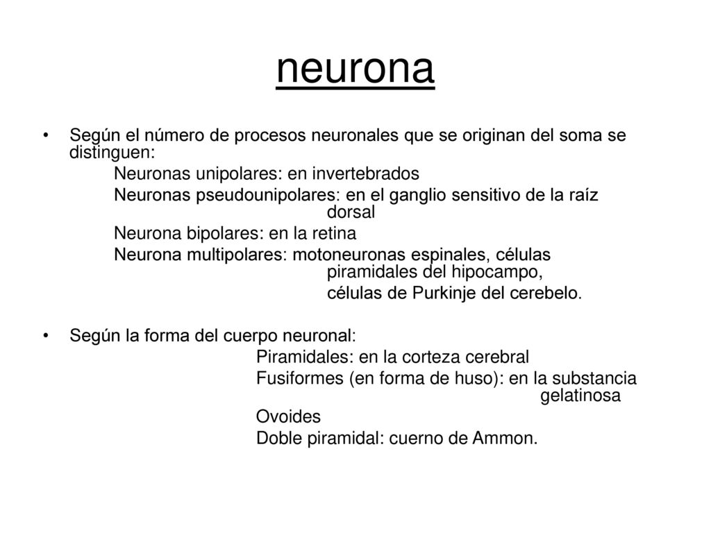 neurona Según el número de procesos neuronales que se originan del soma se distinguen: Neuronas unipolares: en invertebrados.