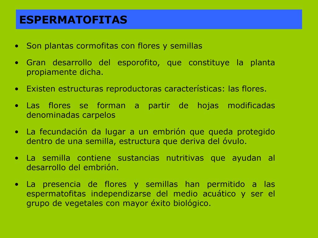 ESPERMATOFITAS Son plantas cormofitas con flores y semillas