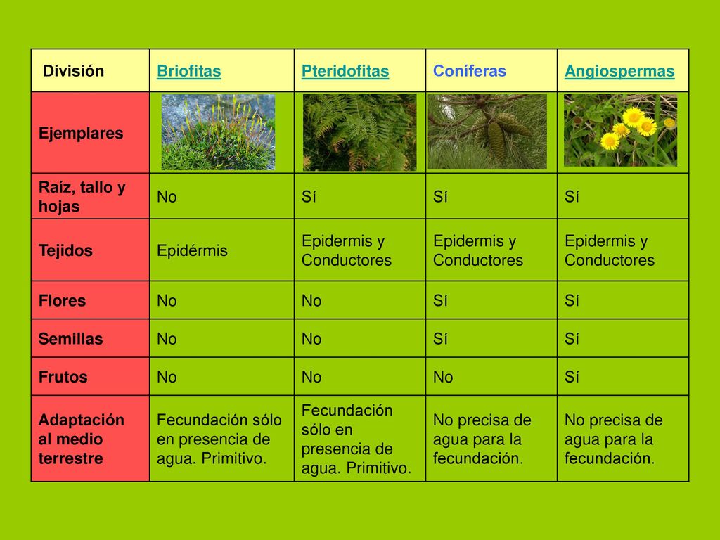 División Briofitas. Pteridofitas. Coníferas. Angiospermas. Ejemplares. Raíz, tallo y hojas. No.