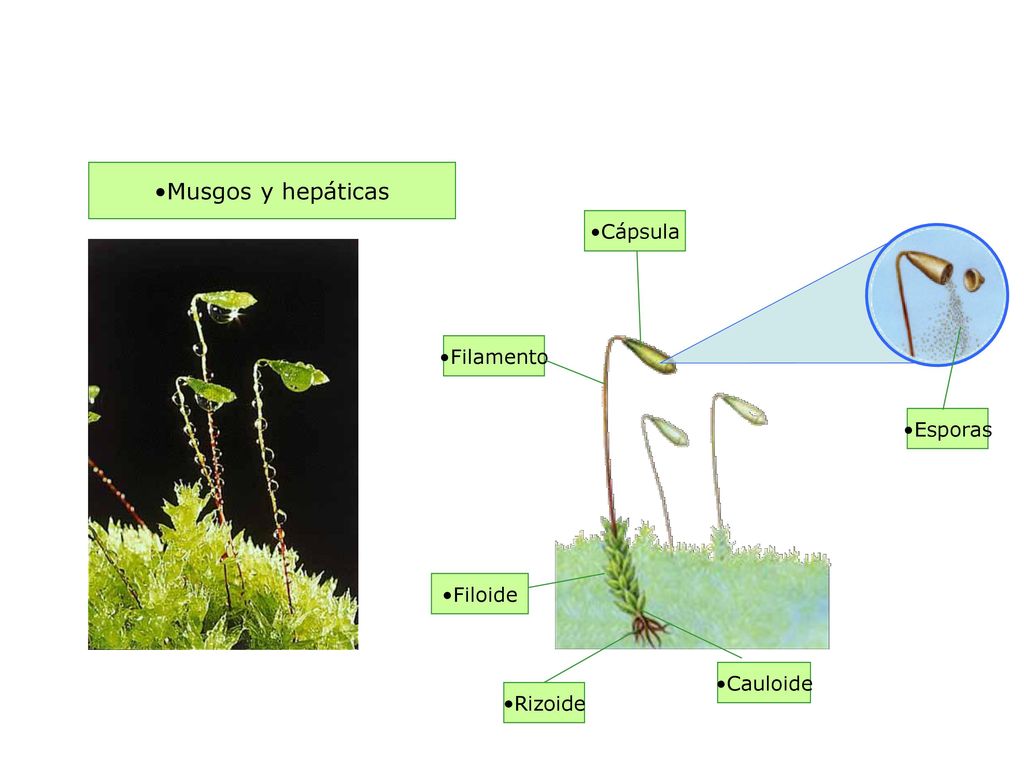 Musgos y hepáticas Cápsula Filamento Esporas Filoide Cauloide Rizoide