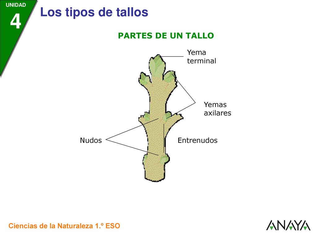 PARTES DE UN TALLO Yema terminal Yemas axilares Nudos Entrenudos