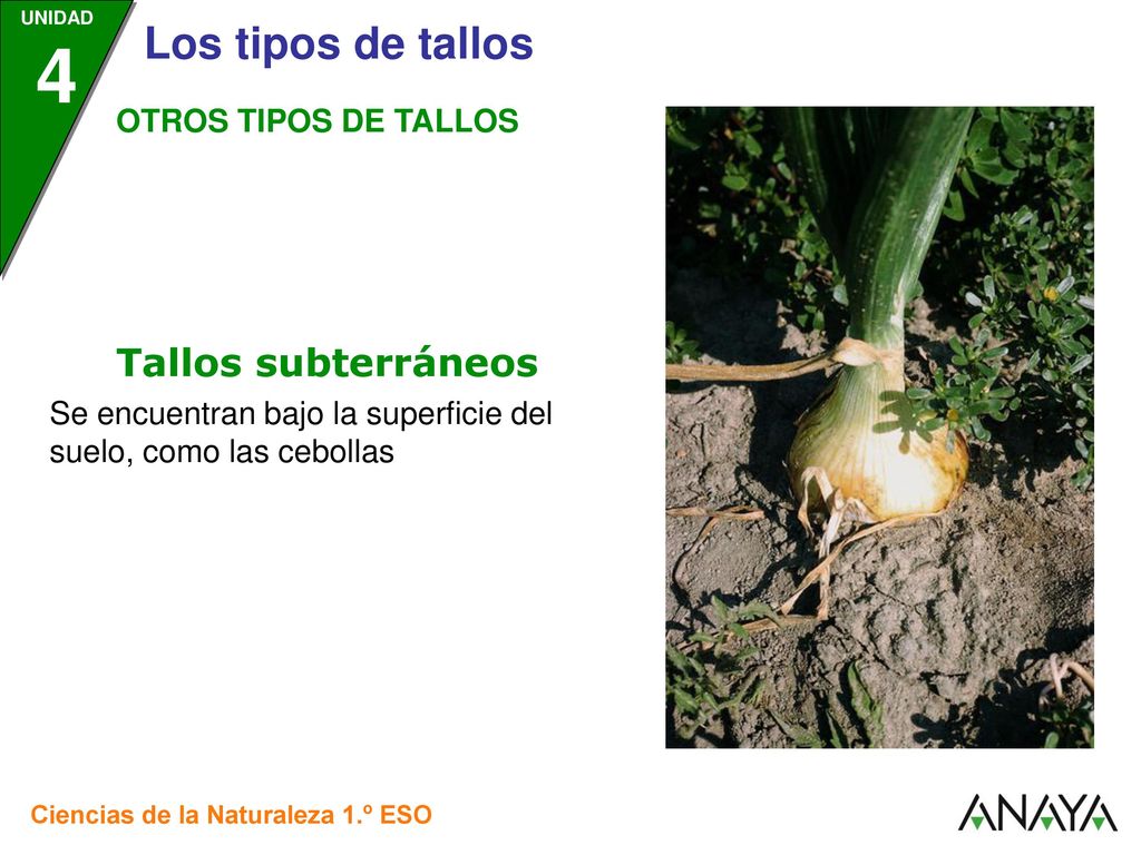 Tallos subterráneos OTROS TIPOS DE TALLOS
