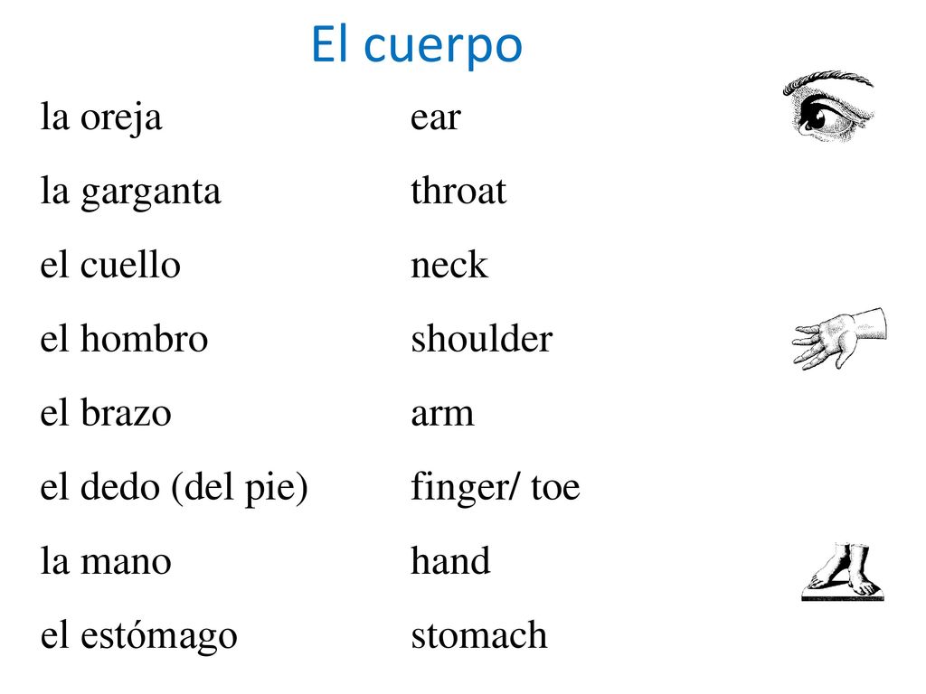 El cuerpo la oreja la garganta el cuello el hombro el brazo