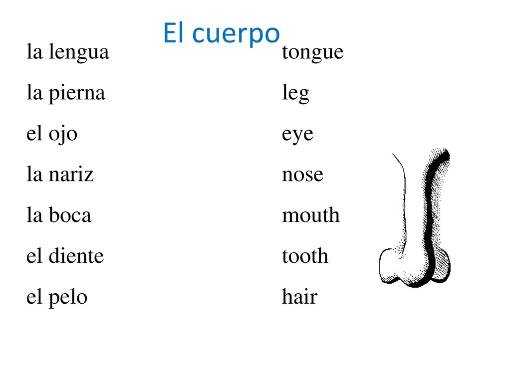 El cuerpo la lengua tongue la pierna leg el ojo eye la nariz nose