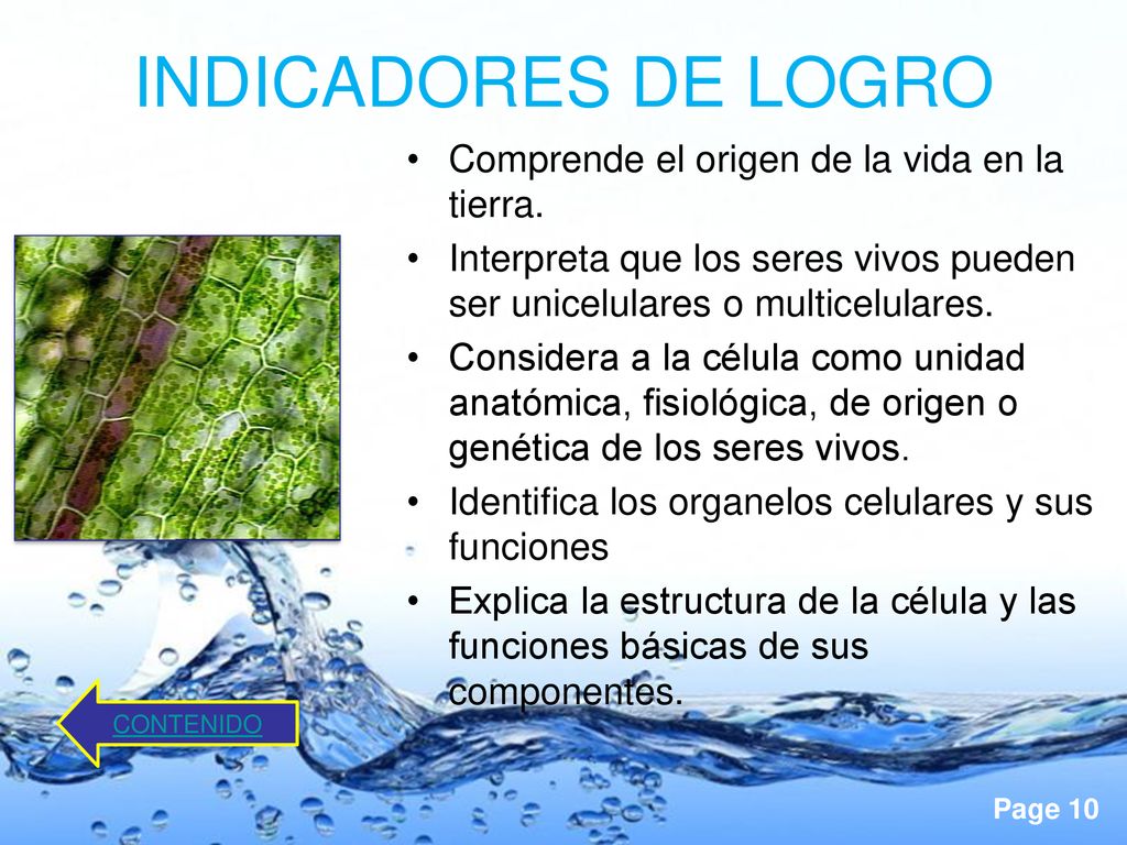 INDICADORES DE LOGRO Comprende el origen de la vida en la tierra.