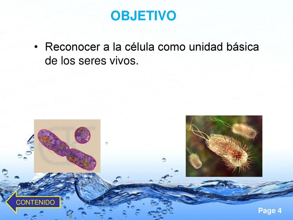 OBJETIVO Reconocer a la célula como unidad básica de los seres vivos.
