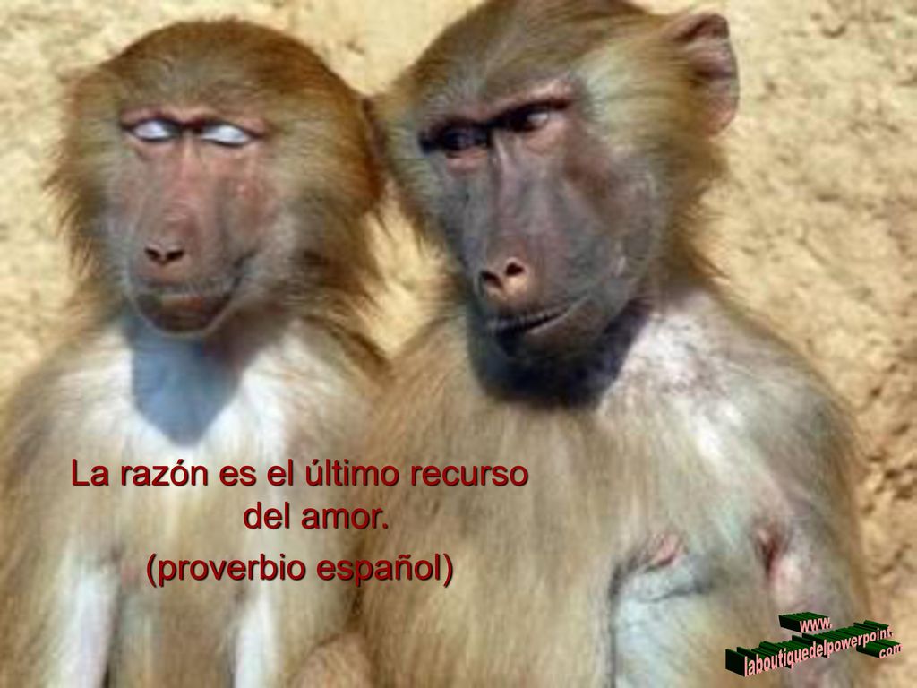 La razón es el último recurso del amor. (proverbio español)