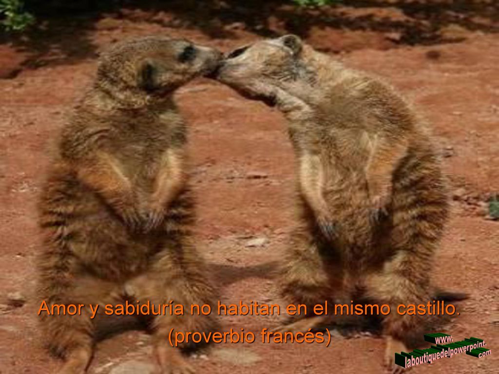 Amor y sabiduría no habitan en el mismo castillo. (proverbio francés)