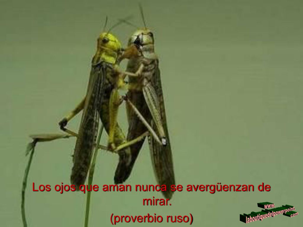 Los ojos que aman nunca se avergüenzan de mirar. (proverbio ruso)