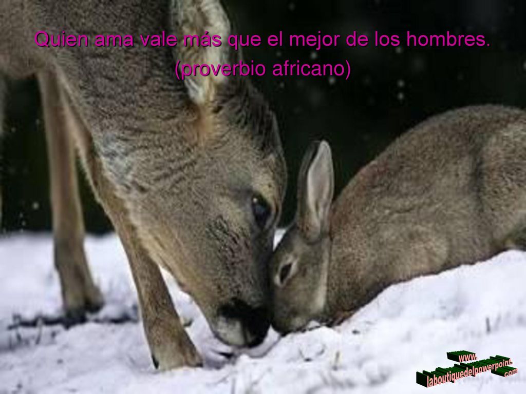 Quien ama vale más que el mejor de los hombres. (proverbio africano)