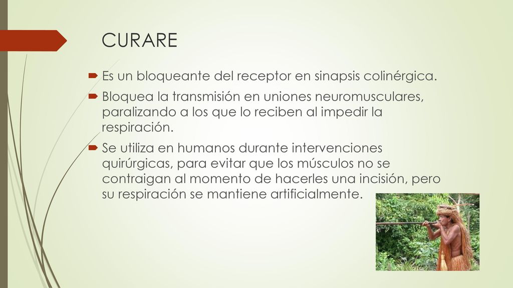 CURARE Es un bloqueante del receptor en sinapsis colinérgica.