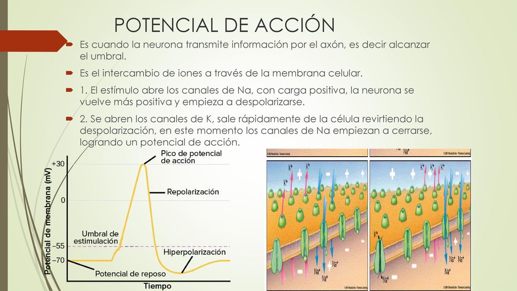 POTENCIAL DE ACCIÓN Es cuando la neurona transmite información por el axón, es decir alcanzar el umbral.