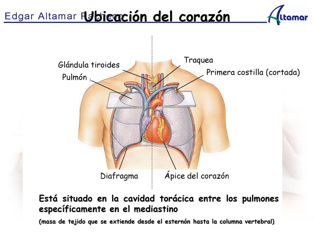 Ubicación del corazón Glándula tiroides. Pulmón. Traquea. Primera costilla (cortada) Diafragma.