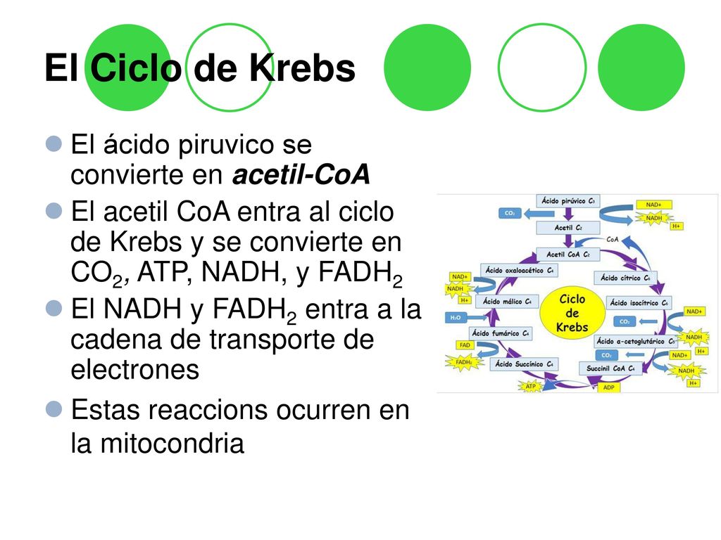 El Ciclo de Krebs El ácido piruvico se convierte en acetil-CoA