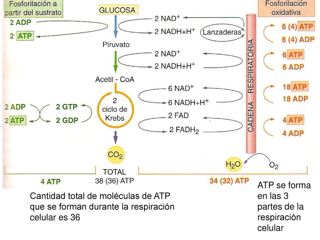 ATP se forma en las 3 partes de la respiración