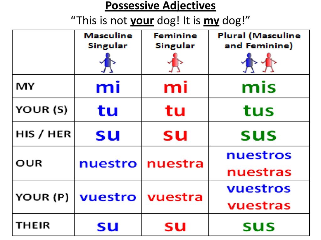 Possessive Adjectives This is not your dog! It is my dog!
