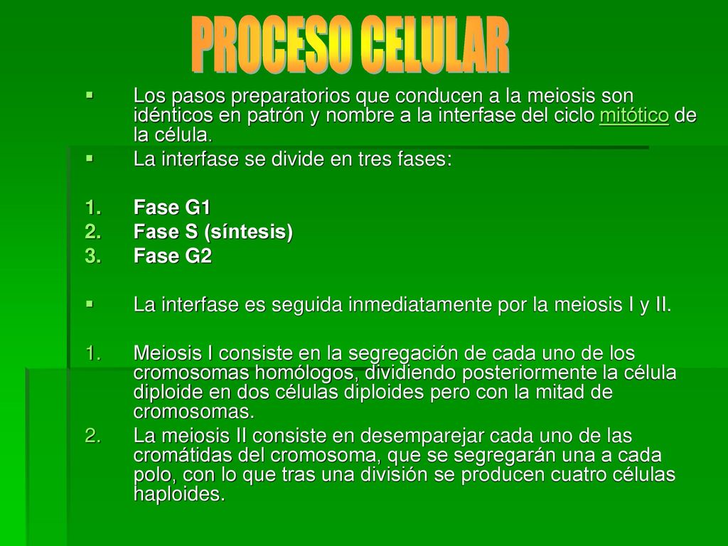 PROCESO CELULAR Los pasos preparatorios que conducen a la meiosis son idénticos en patrón y nombre a la interfase del ciclo mitótico de la célula.