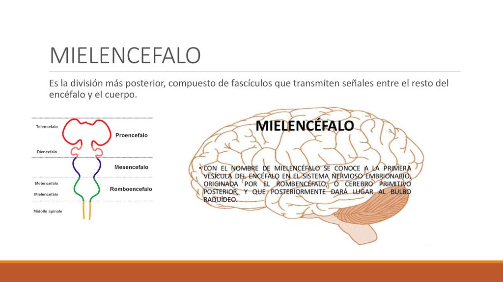 MIELENCEFALO Es la división más posterior, compuesto de fascículos que transmiten señales entre el resto del encéfalo y el cuerpo.