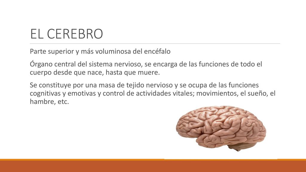EL CEREBRO Parte superior y más voluminosa del encéfalo