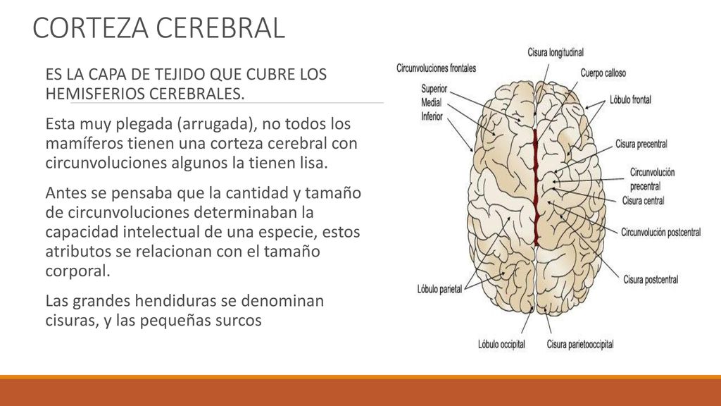 CORTEZA CEREBRAL ES LA CAPA DE TEJIDO QUE CUBRE LOS HEMISFERIOS CEREBRALES.