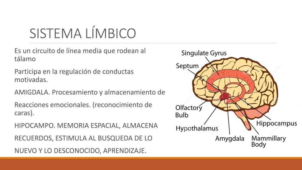 SISTEMA LÍMBICO Es un circuito de línea media que rodean al tálamo