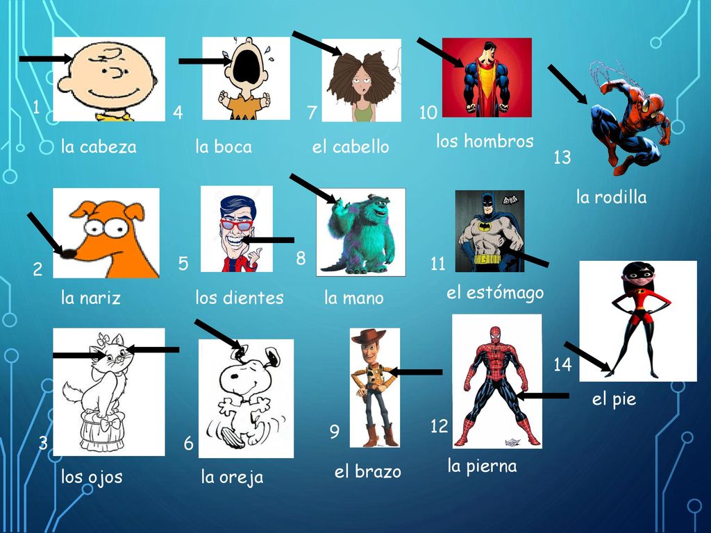 los hombros. la cabeza. la boca. el cabello. 13. la rodilla el estómago.