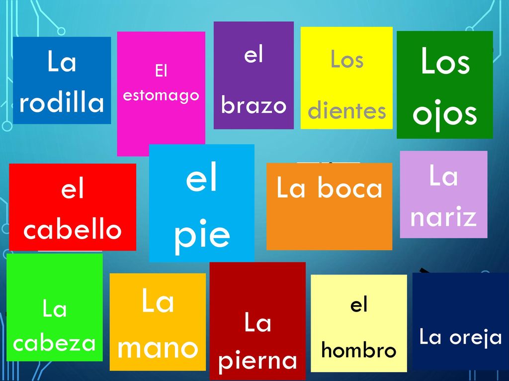 el pie Los ojos La mano La rodilla La nariz el cabello La boca