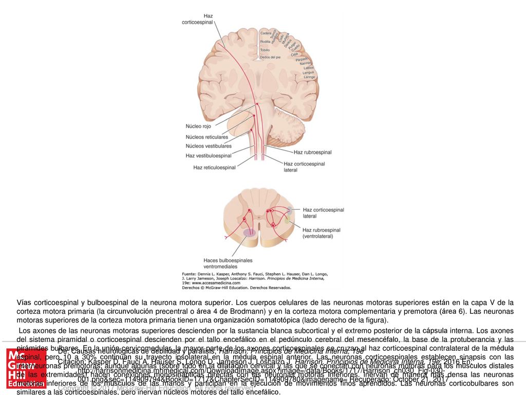 Las neuronas motoras superiores bulboespinales influyen en la fuerza y el tono, pero no son parte del sistema piramidal. Las vías bulboespinales ventromediales se originan en el techo del mesencéfalo (vía tectoespinal), los núcleos vestibulares (vía vestibuloespinal) y la formación reticular (vía reticuloespinal). Estas vías influyen en los músculos axiales y proximales, y participan en el mantenimiento de la postura y movimientos integrados de las extremidades y tronco. Las vías bulboespinales ventrolaterales descendentes, que se originan sobre todo en el núcleo rojo (vía rubroespinal), inervan los músculos distales de las extremidades. A veces, el sistema bulboespinal se refiere como sistema de la neurona motora superior extrapiramidal. En todas las figuras, los cuerpos de las células nerviosas y las terminaciones axónicas se muestran como círculos oscuros y bifurcaciones, respectivamente.