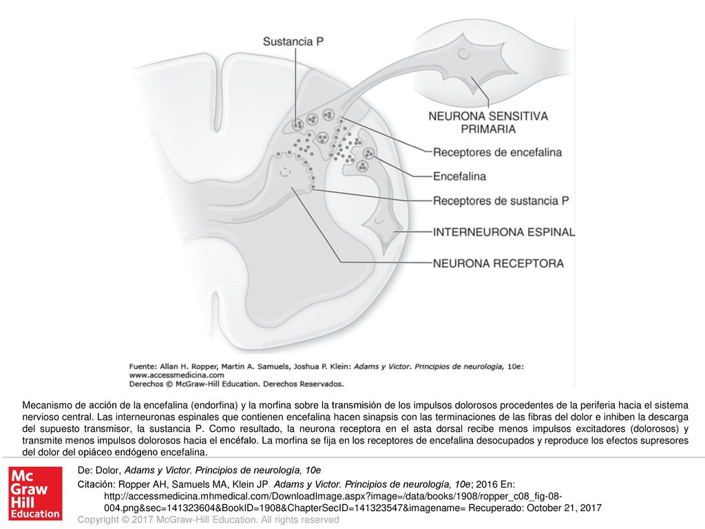 Mecanismo de acción de la encefalina (endorfina) y la morfina sobre la transmisión de los impulsos dolorosos procedentes de la periferia hacia el sistema nervioso central. Las interneuronas espinales que contienen encefalina hacen sinapsis con las terminaciones de las fibras del dolor e inhiben la descarga del supuesto transmisor, la sustancia P. Como resultado, la neurona receptora en el asta dorsal recibe menos impulsos excitadores (dolorosos) y transmite menos impulsos dolorosos hacia el encéfalo. La morfina se fija en los receptores de encefalina desocupados y reproduce los efectos supresores del dolor del opiáceo endógeno encefalina.