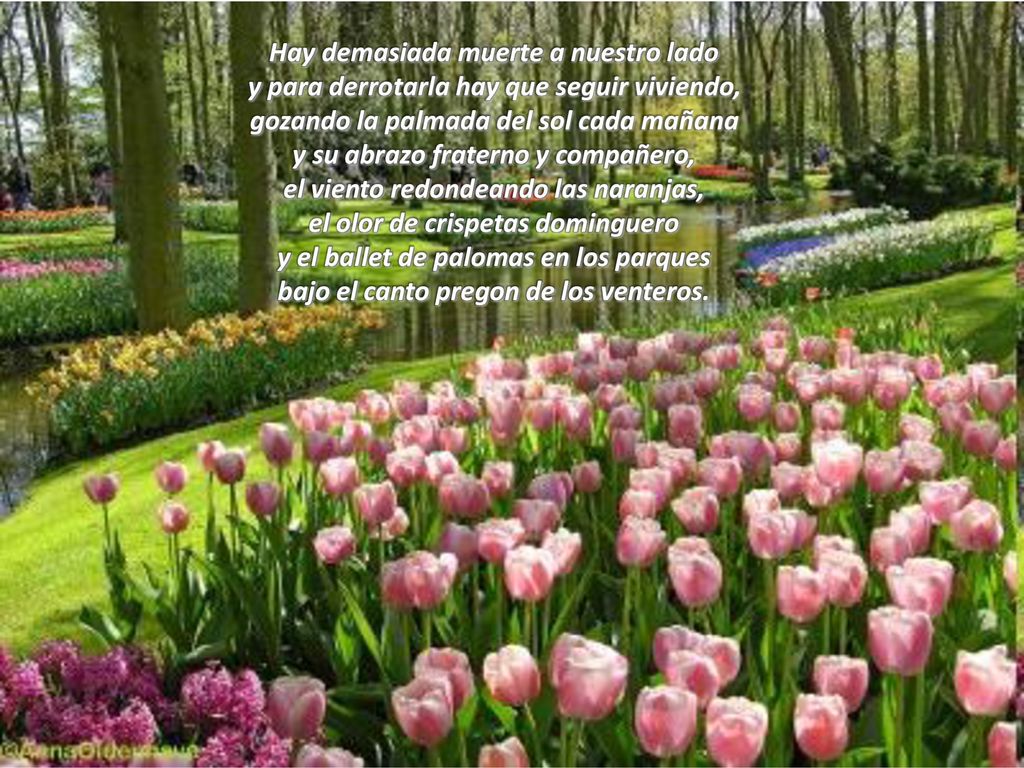 Hay demasiada muerte a nuestro lado y para derrotarla hay que seguir viviendo, gozando la palmada del sol cada mañana y su abrazo fraterno y compañero, el viento redondeando las naranjas, el olor de crispetas dominguero y el ballet de palomas en los parques bajo el canto pregon de los venteros.