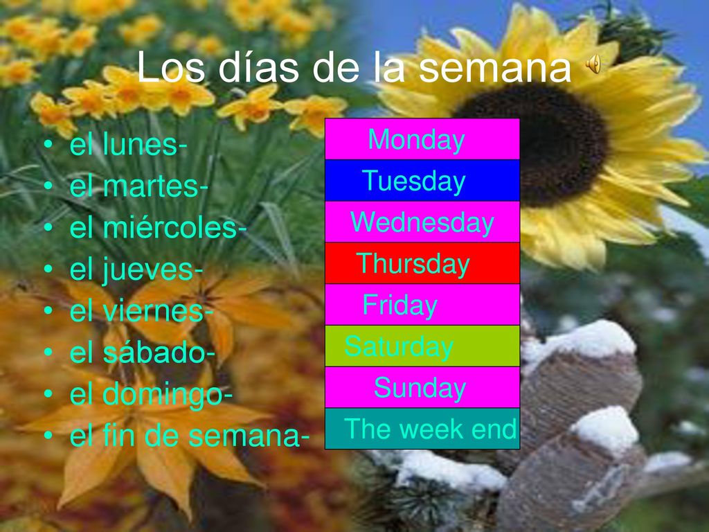Los días de la semana el lunes- el martes- el miércoles- el jueves-